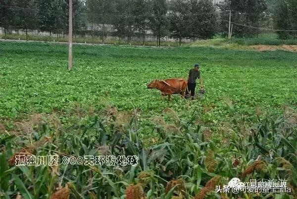 朝鲜七八十年代农村照片,80年代朝鲜老照片农村