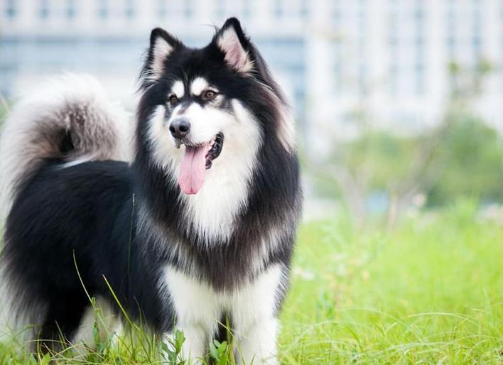 养阿拉斯加犬注意事项,饲养阿拉斯加注意事项