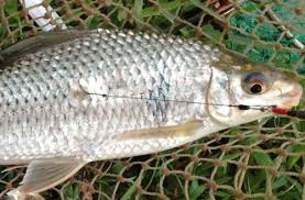 狂拉爆护钓鱼技巧,黑坑狂拉土鲮图片