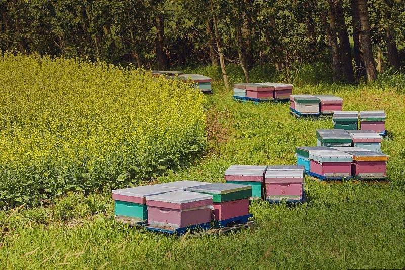 蜜蜂养殖知识建立蜂场的最佳方法,蜜蜂养殖蜂群越冬管理经验转载
