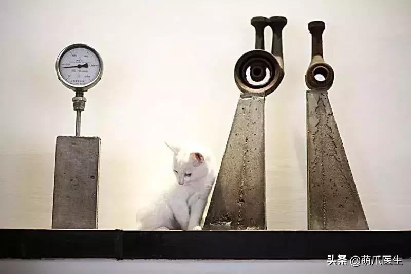 上海可带宠物入住的酒店推荐,怎么选宠物友好酒店房间