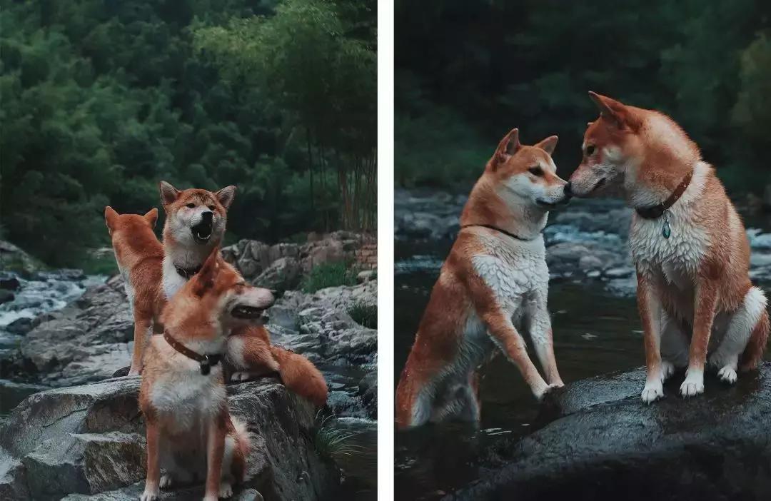 柴犬阶级意识,柴犬成为了门面担当
