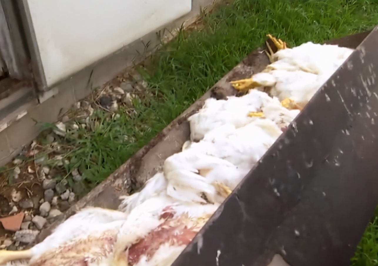 疯牛病牛吃牛骨饲料,牛吃了牛骨饲料会得疯牛病吗