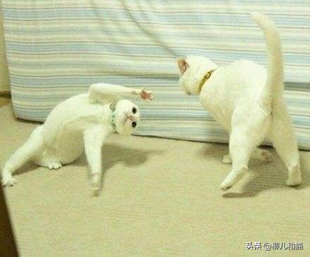 家里两只猫猫打架怎么办,家里两只公猫宠物猫打架怎么办