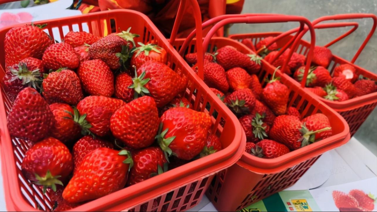 上海比较好的草莓园,上海名优草莓值得推荐
