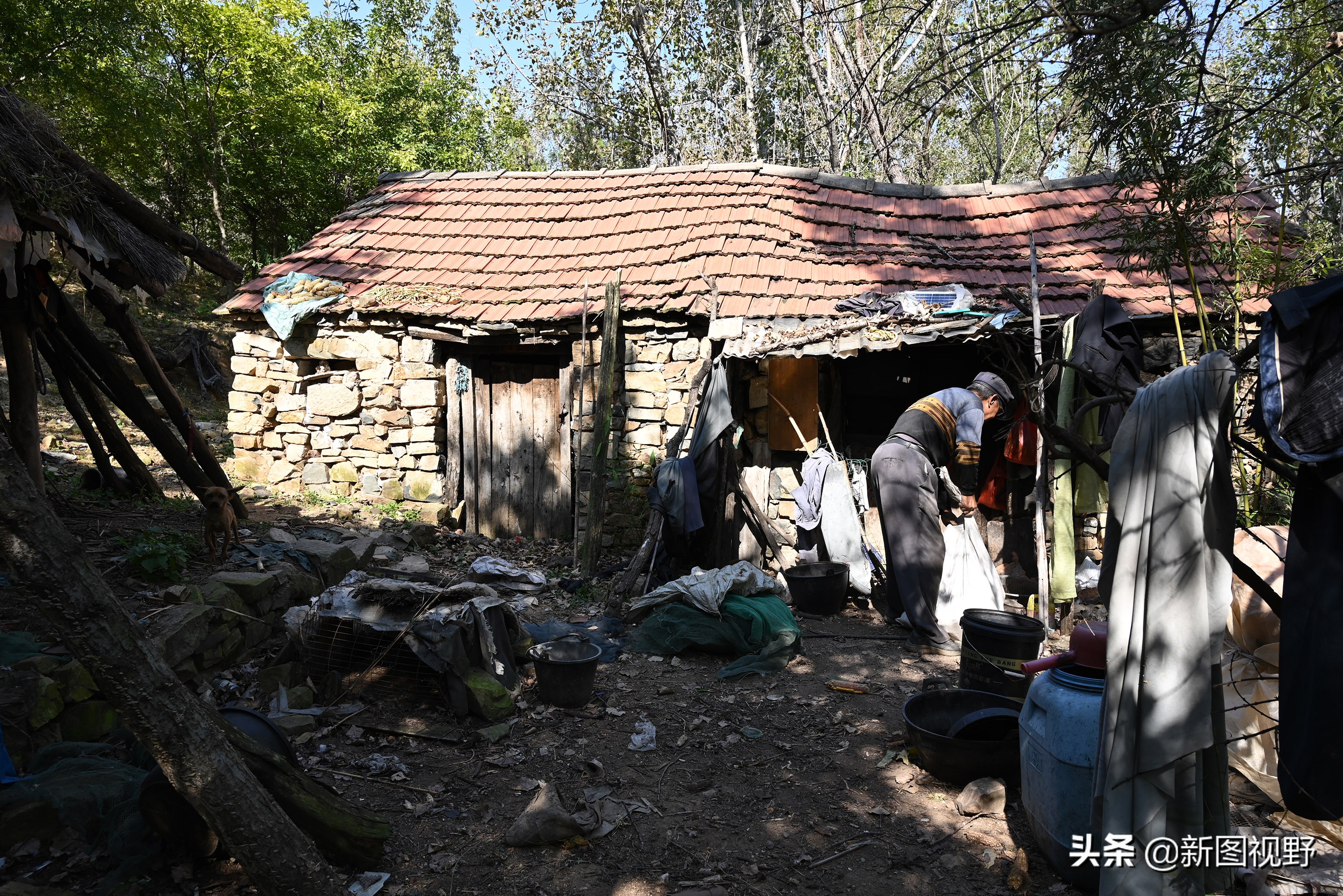 70岁老人养100条流浪狗,80岁老人独居深山养了两只鸟作伴