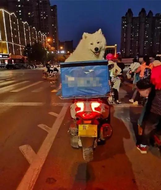 一名外卖小哥特别引人注意,因为他的后座位上总有只…