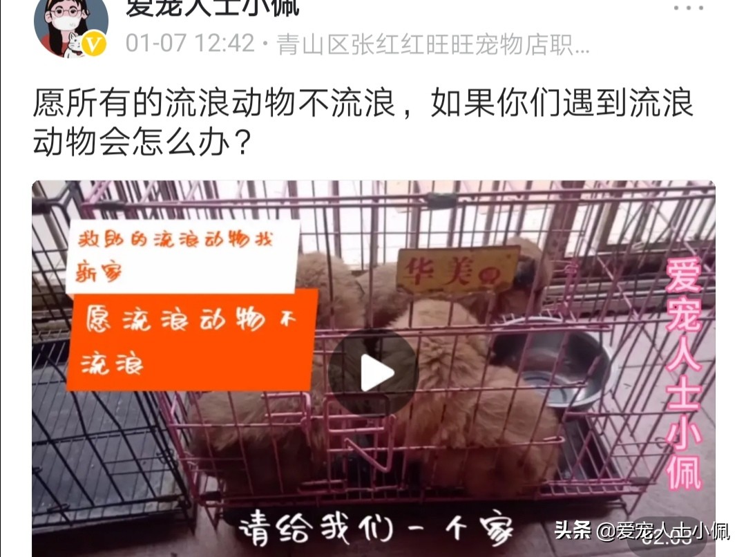 遇到流浪狗狗怎么办,遇到流浪狗有心无力