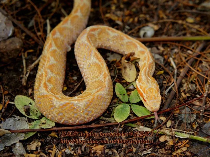 陆栖毒蛇毒性排行,毒蛇毒性分类