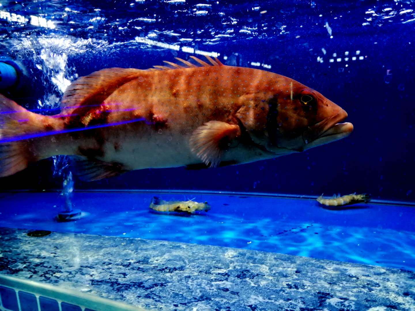 你young前奏,你young歌曲鉴赏