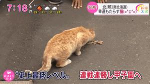 濒临解散的足球队，因一只流浪猫登上足坛奇迹，原因离奇让人感动