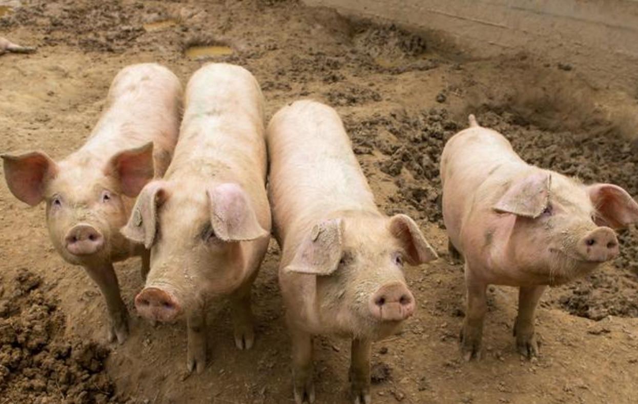 自己养猪好还是合同猪好,新手养合同猪合适吗