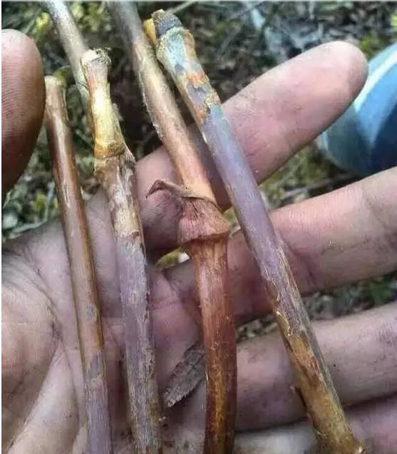 等疫情结束了我想回趟老家,等疫情结束了我想回安徽