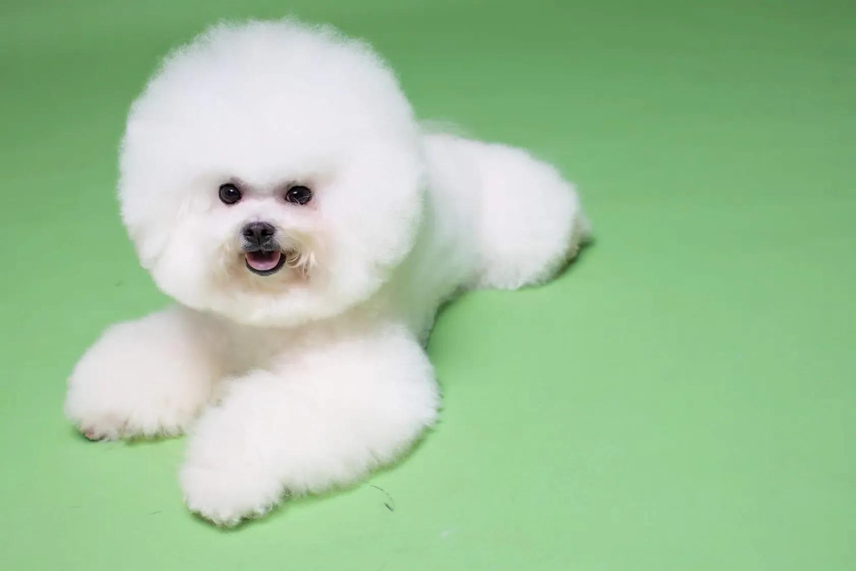 在犬舍一只精品比熊多少钱,比熊犬舍繁殖出售重庆