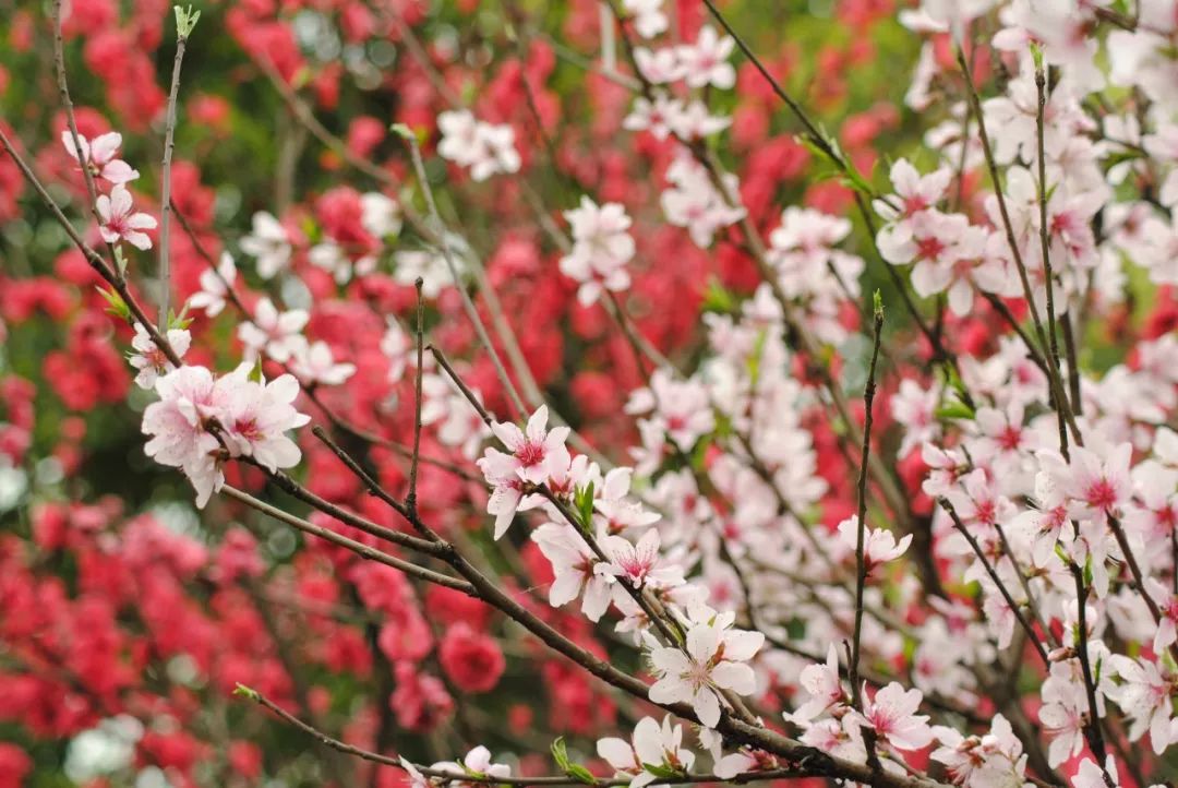 宁波踏青必去十大景点,宁波踏青景点介绍视频