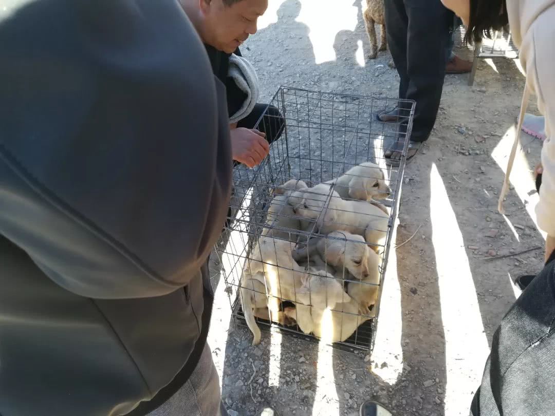 睢宁狗市拉布拉多幼犬多少钱一只,郑州狗市一只拉布拉多幼犬多少钱
