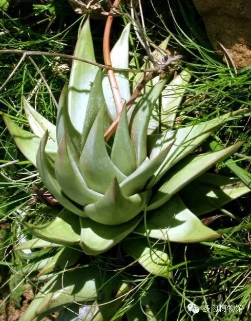 天使之泪多肉老桩,天使之泪多肉状态图