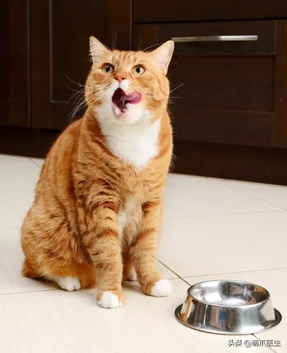 如何自己辨别猫粮的好坏,鉴别猫粮好坏的标准