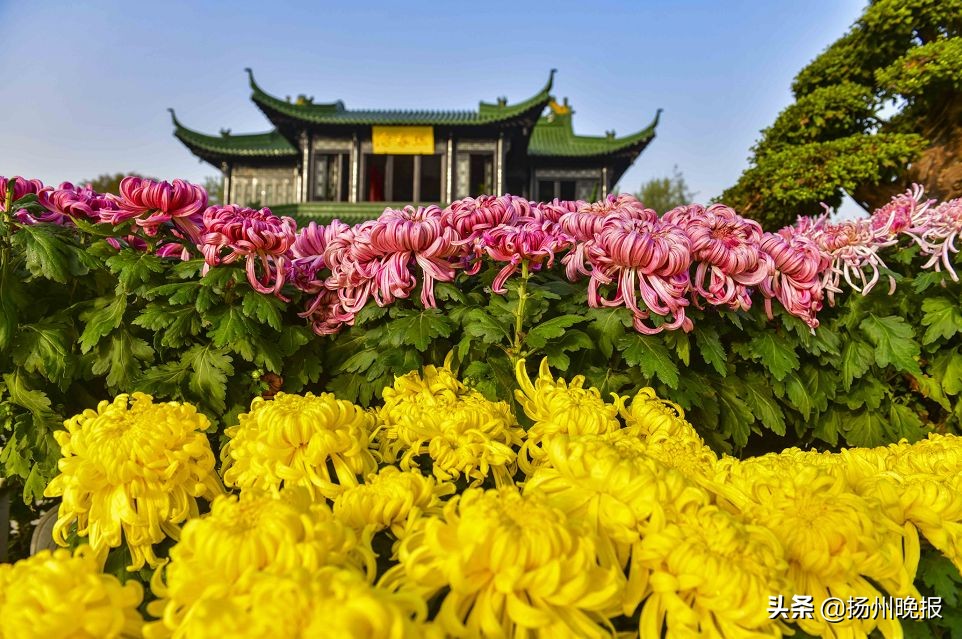 2018年冬天扬州赏花攻略,扬州11月秋景打卡地