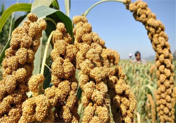 粘高粱米面做粥好吗,粘高粱米能做酒吗