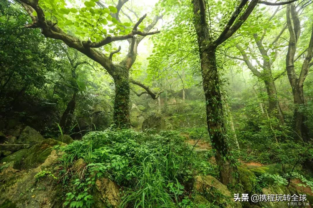上海周边山一日游推荐,普陀山游两日游报价