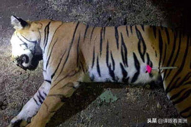 ck鐢峰＋鏈ㄨ川棣欐按,ck鐢峰＋棣欐按鍙ら緳