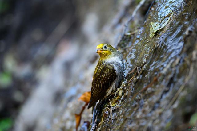 平头哥的历史地位,平头哥是谁到底什么来头