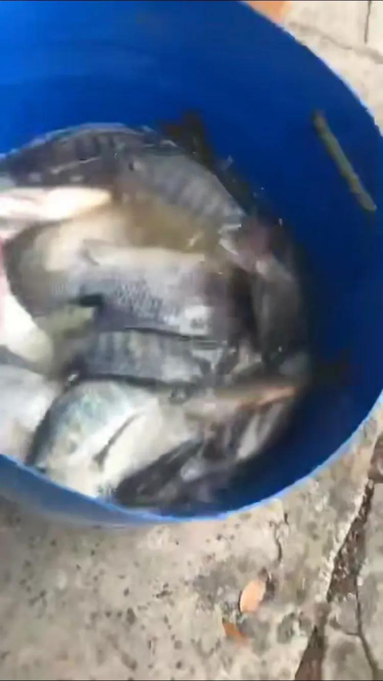 野钓用鲜虾饵钓鱼有效果吗,钓鱼避小杂鱼