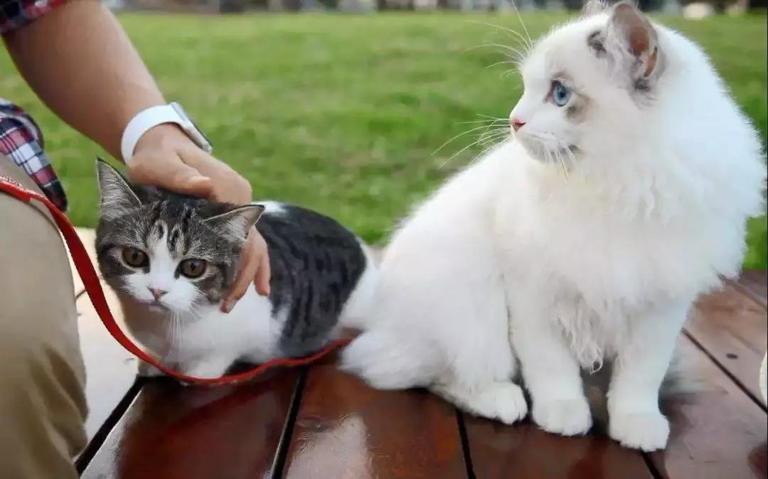 猫咪误食异物怎么处理,猫咪误食硬物怎么办