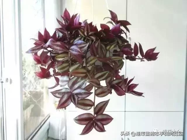 100种常见花卉植物图谱,100种花卉素描图谱