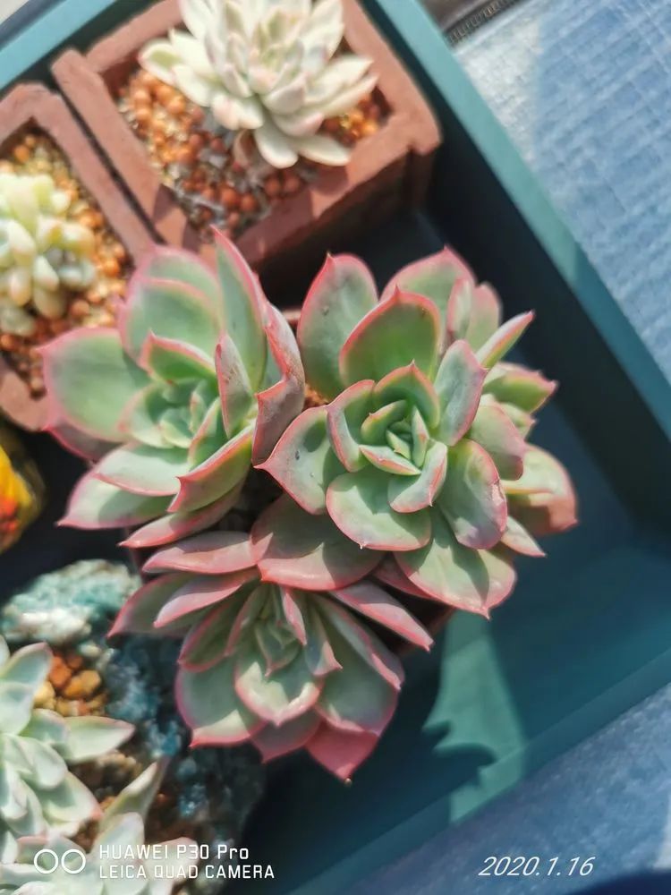 养多肉的人生感悟,人生如同养花