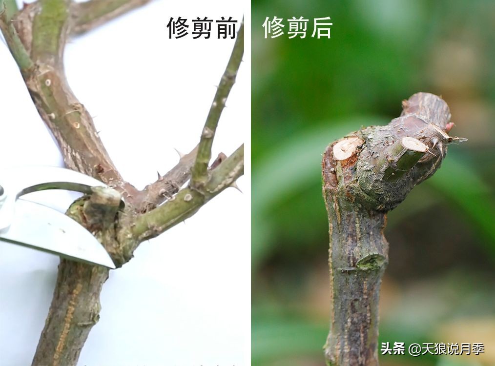 月季偏冠怎么修剪,树月季侧芽怎么补救