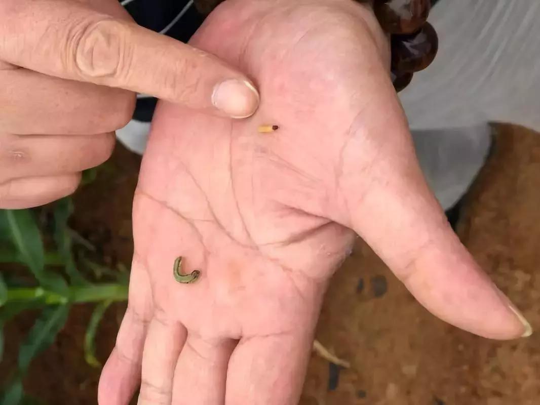 蝗灾蛾灾,蝗灾进入虫群会怎么样