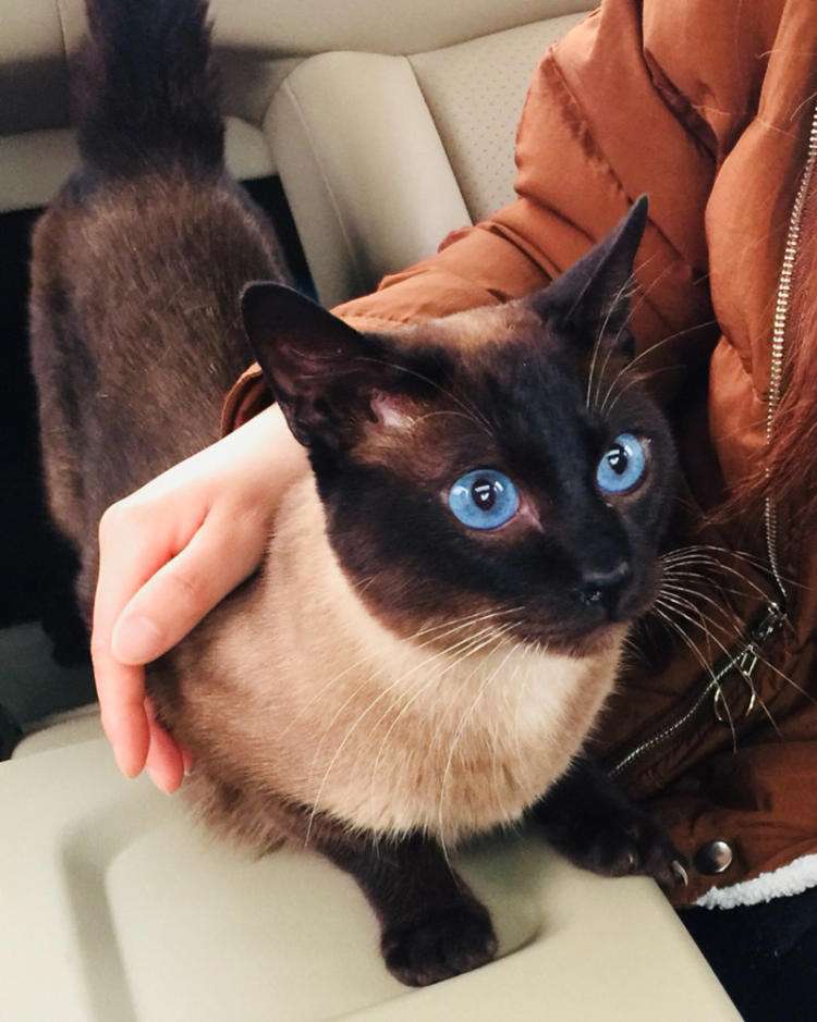 暹罗猫怎么能养胖,纯种贵族暹罗猫