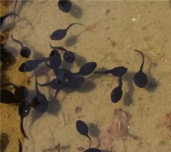 青蛙的养殖技术和方法,青蛙种蛙养殖技术