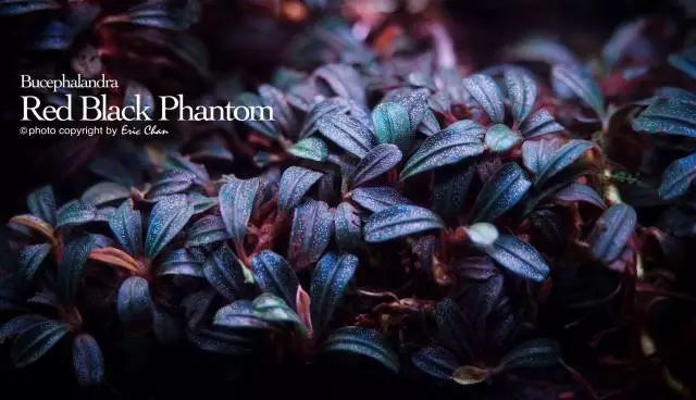 卡佩特k5辣椒榕为什么这么贵,辣椒榕k5为什么贵