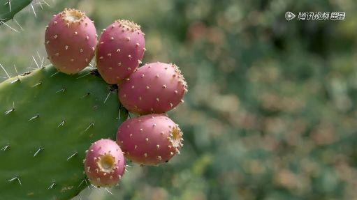 据说水果涨价，跟这剧的大火有点关系