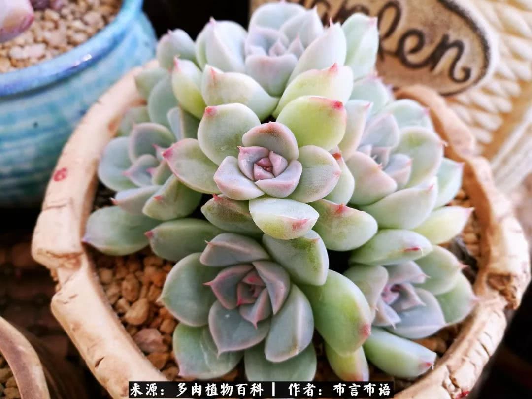 多肉的真实生活感悟,多肉的生活感悟