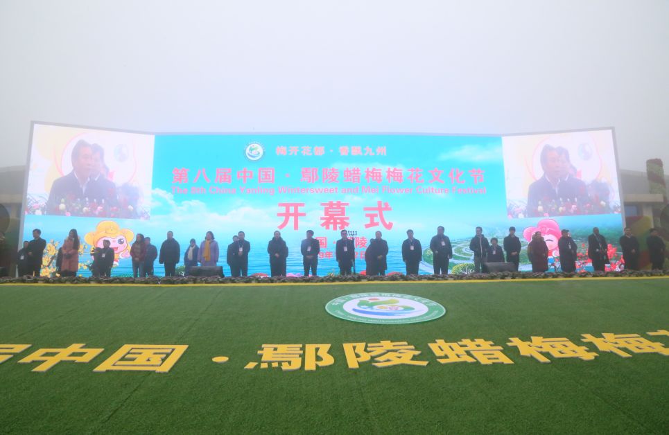 许昌鄢陵腊梅,许昌蜡梅