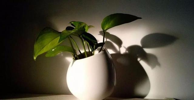 绿萝长高了爬满电视墙好吗,绿萝长得快用什么