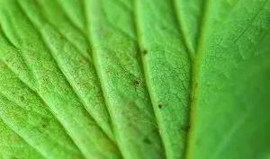 草莓地的红蜘蛛,红蜘蛛草莓园