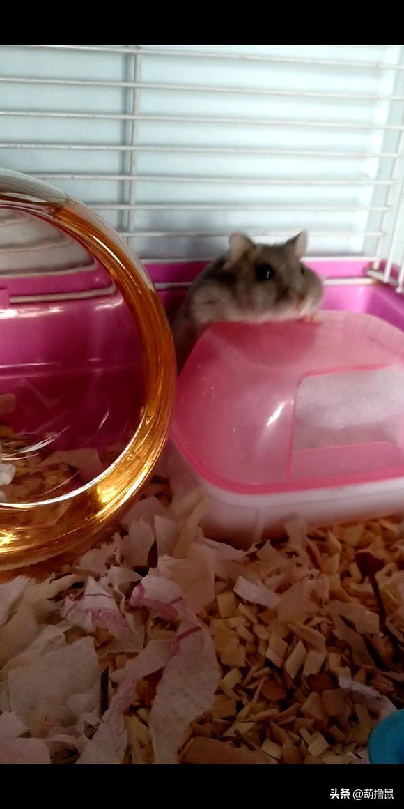 仓鼠繁育注意事项,仓鼠怀孕后的注意事项