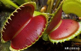 壹壹生态小百科-捕蝇草