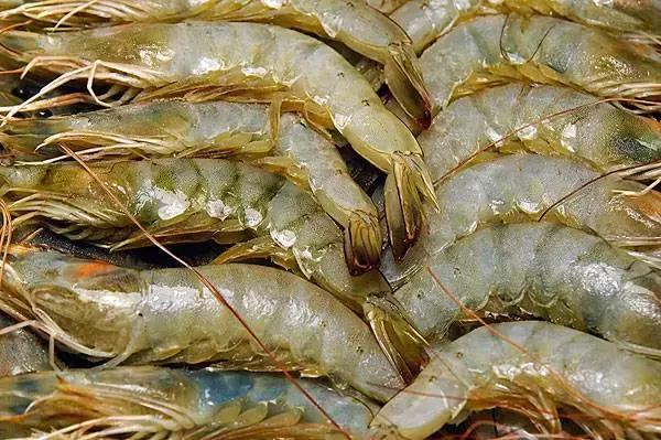 各类虾的区别,各种虾的叫法和区别