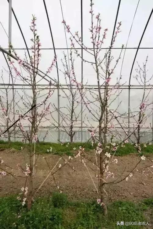 防缩果病裂果最简单的方法,苹果裂果病用什么治