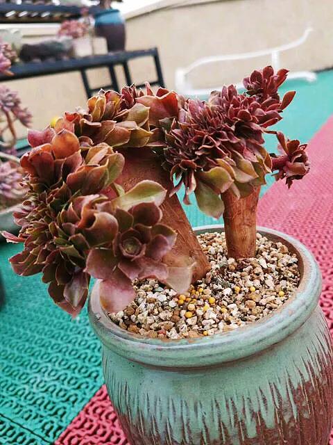 多肉法师韶羞现在能摘心吗,韶羞法师和荷兰玫瑰法师的区别