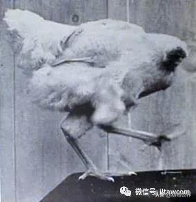 世界各国国宝级动物,世界各地的名贵动物