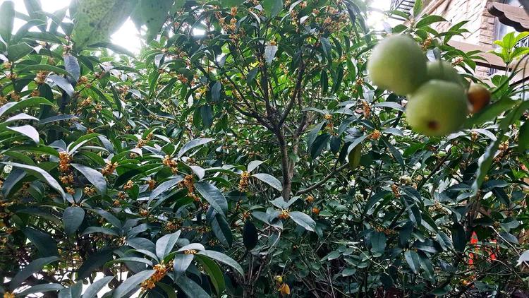 思念果岭悦洋房,思念果岭鹳雀楼