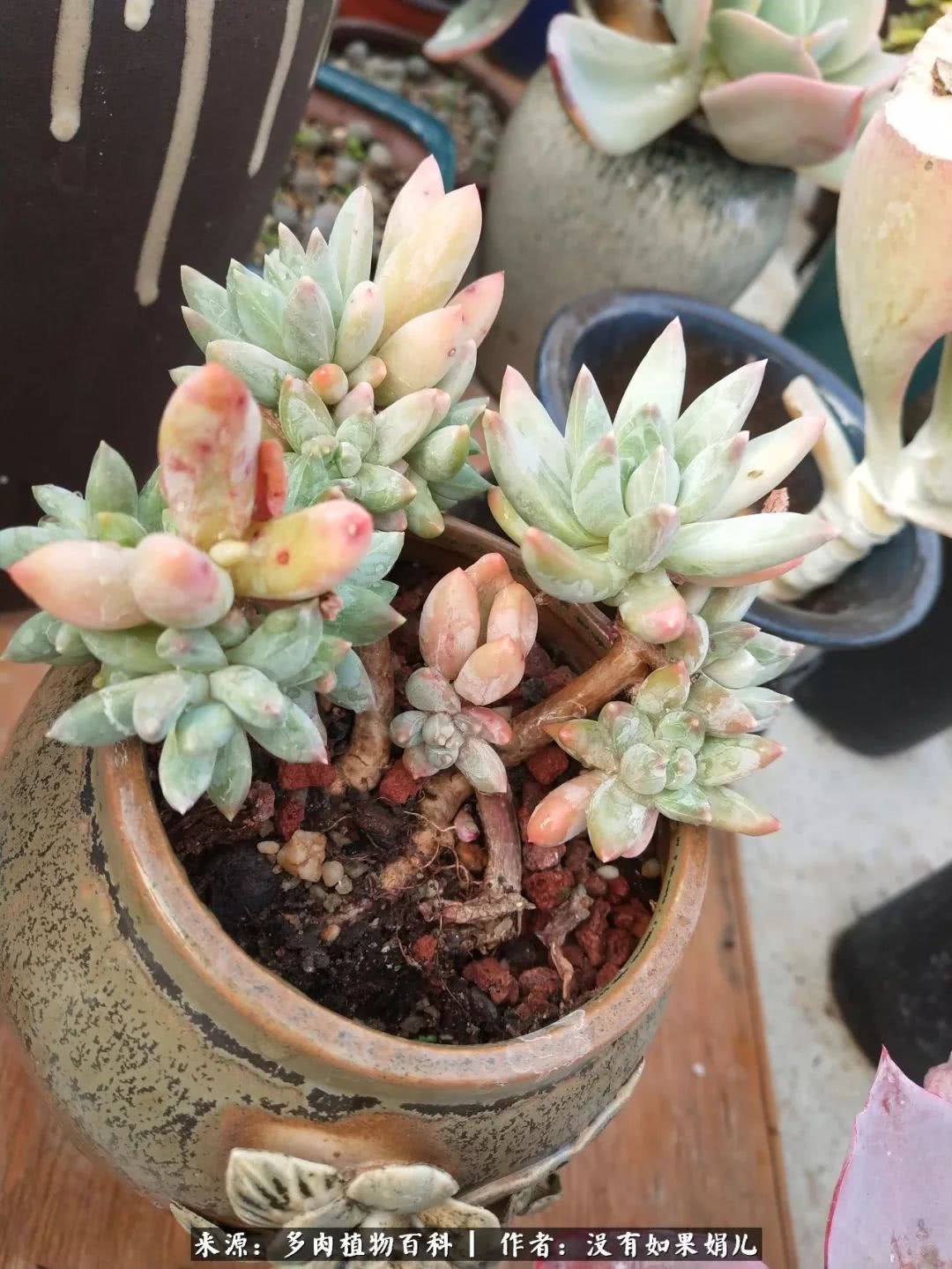 明人不说暗话，我为多肉而来！