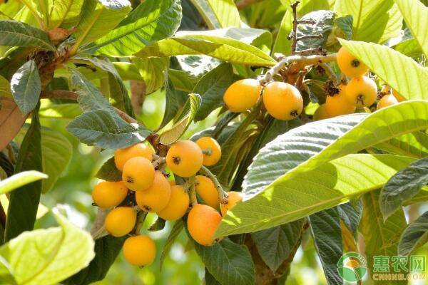 现在在家种什么果树最赚钱,当前农村能种什么果树赚钱